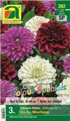 Dahlien "Go-Go Mischung" Colour Specials:   Mischung von weißen, lila und purpur Schmuckdahlien.
