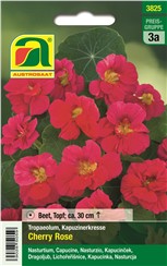 Kapuzinerkresse "Cherry Rose":   Buschige, nicht rankende Pflanzen mit einfachen und halbgefüllten Blüten.