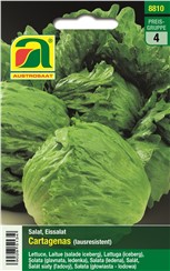 Eissalat "Cartagenas":   Knackiger Eissalat. Resistent gegen die "Grüne Salatlaus" (Nasonvia ribisnir