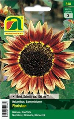Sonnenblumen "Floristan":   Verzweigte Sorte mit ca. 13-15 cm großen Blüten.