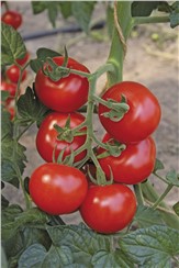 BIO Tomate "Bolstar Granda"; Einheit: 10 Korn:   Reich- und frühtragende Sorte mit dunkelroten, mittelgroßen Früchten.