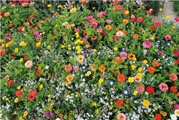 Multicolor; Größe: 50 g:   Ein niedriger Blumenteppich mit hoher Blütendichte.    Der Vorteil dieser 