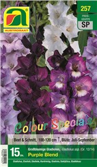 Gladiolen "Purple Blend" Colour Specials:   Großblumige Mischung in weißen und verschiedenen lila Tönen.