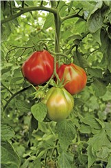 Tomate "Borsalina F1"; Einheit: 10 Korn:   Bringt große, bis zu 0,5 kg schwere, fleischige, herzförmige Früchte.