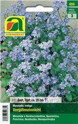 Vergissmeinnicht:   Blühfreudige, kompakte Pflanzen mit kräftig blauen Blüten.