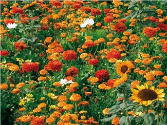 Orange; Größe: 50 g:   Eine Mischung einjähriger Blumen, mit starken, sommerlich warmen Farben in o