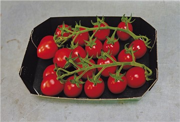 Tomate "Bryllo F1"; Einheit: 10 Korn:   Mini-Pflaumentomate mit hohem Zuckergehalt. Durchschnittliches Fruchtgewicht