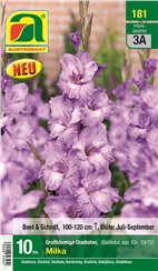 Gladiolen "Milka":   Besonders attraktive lila Blüten mit feiner Zeichnung.