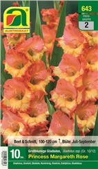 Gladiolen "Princess Margareth Rose":   Großblumige Gladiole mit lachsorangen, zweifarbigen Blüten. 