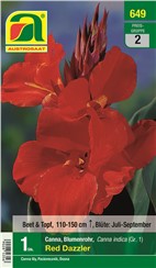 Canna "Red Dazzler":   Canna oder indianisches Blumenrohr mit intensiv roten Blüten.