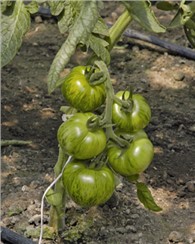 Tomate "Green Zebra":   Eine ertragreiche Sorte mit mittelgroßen, grün gestreiften Früchten.