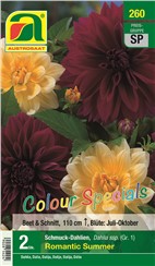 Dahlien "Romantic Summer" Colour Specials:   Mischung von kräftig gelben und tiefroten Schmuckdahlien.