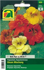 Kapuzinerkresse "Gleam Mischung":   Buschige, nicht rankende Pflanzen mit einfachen und halbgefüllten Blüten.