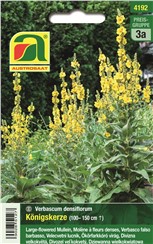 Königskerze:   Eine dekorative, zweijährige Solitärpflanze für windgeschützte, sonnige und 