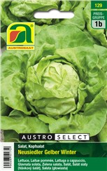 Kopfsalat "Neusiedler Gelber Winter":   Mittelgroßer Salat mit zartem Blatt. Neusiedler Gelber Winter ist bei einer 