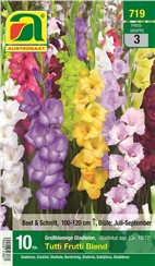 Gladiolen "Tutti Frutti Blend":   Vielfarbige, attraktive Gladiolenmischung.