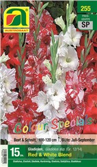 Gladiolen "Red & White Blend" Colour Specials:   Mischung aus weißen, roten und rot-weiß gezeichneten Gladiolen.