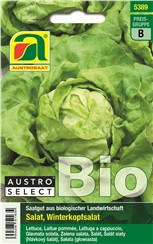 Kopfsalat BIO "Neusiedler Gelber Winter":   Mittelgroßer Salat mit zartem Blatt. Neusiedler Gelber Winter ist bei einer 