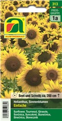 Sonnenblumen "Einfache":   Sonnenblumen Einfache Mischung wachsen bis zu 2 m hoch und bilden große Blüt