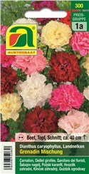 Landnelken "Grenadin Mischung":   Die Landnelken Grenadin Mischung bringt gefüllte Blüten in Weiß-, Creme-, Ro