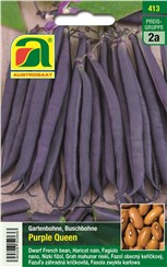 Buschbohne "Purple Queen":   Die runden, lila Hülsen färben sich beim Kochen grün!