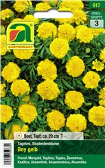 Tagetes, Studentenblume "Boy Gelb":   Mittelgroße Blüten mit gefüllter Mitte.