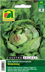 Kopfsalat "Winterkönig":   Ein Salat für Überwinterung im Freiland, bei Frost leicht bedecken.