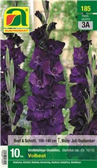 Gladiolen "Volbeat":   Großblumige, sehr dunkelviolette Gladiole. Besonders langstielig.