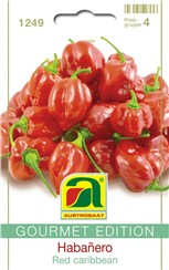 Habanero "Red caribbean":   Extrascharfer Habanero mit 3,5-5 cm langen und 2,5-3,5 cm breiten Früchten. 