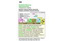 Kapuzinerkresse "Rankende Mischung":   Eine stark wachsende Kletterpflanze  mit aufwärts wachsenden Blütenstielen u