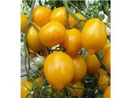 Tomate "Citrina":   Eine ertragreiche Sorte mit mittelgroßen, zitronenförmigen, gelben Früchten.