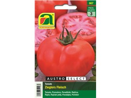 Tomate "Zieglers Fleisch":   Eine mittelfrühe Fleischtomate mit großen, runden Früchten.