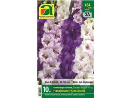 Gladiolen "Passionate Hues Blend":   Mischung aus dunkel-lila, zart-lila und weißen Blüten.
