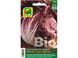 Radicchio BIO "Palla rossa 3":   Ein tiefroter, runder Radicchio-Salat für Spätherbst- und Winterernte. Je gr