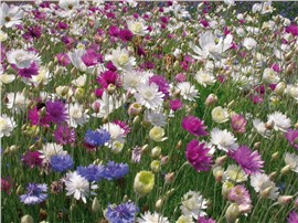 Pastell:   Die Blütenfarben dieser Mischung ergeben ein äußerst harmonisches Bild.    