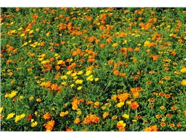 Orient:   Eine niedrige Blühmischung mit gelb-, orange- und rotfarbigen Blüten.   Ei