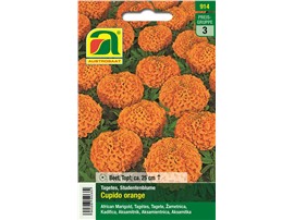 Tagetes, Studentenblume "Cupido orange":   Eine ausgezeichnete Sorte mit großen Blüten.