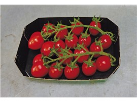Tomate "Bryllo F1":   Mini-Pflaumentomate mit hohem Zuckergehalt. Durchschnittliches Fruchtgewicht