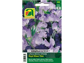 Duftwicke "Royal Blaue Töne":   Reichblühend, wegen der großen Blüten auch gur für Schnitt geeignet.
