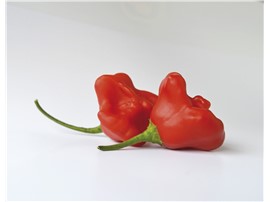 Pfefferoni "Bell":   Ein von grün auf rot abreifender Chili mit kleinen, glockenförmigen, extrasc