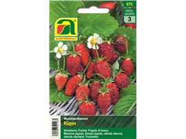 Erdbeeren "Rügen":   Die Früchte sind für Monatserdbeeren sehr groß und besitzen einen köstlichen