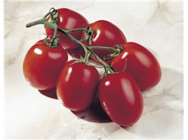 BIO Tomate "Myriade F1":   Olivade-Typ mit 100-115 g schweren Früchten. Optimale Salattomate!