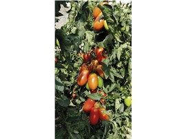 Tomate "Cornabel F1":   Eine ertragreiche Sorte mit mittelgroßen, länglich-spitzen, roten Früchten.