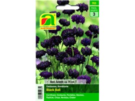 Kornblume "Black Ball":   Die dunklen Blüten wirken kombiniert mit hellen Blüten besonders schön!