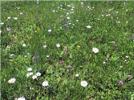 BOKU-Blumenrasen:   Das Ergebnis eines mehrjährigen Forschungsprojektes der Universität für Bode