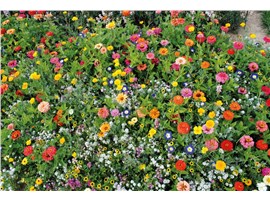 Multicolor:   Ein niedriger Blumenteppich mit hoher Blütendichte.    Der Vorteil dieser 