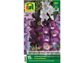 Gladiolen "Purple Blend" Colour Specials:   Großblumige Mischung in weißen und verschiedenen lila Tönen.