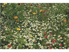 AUSTROSAAT Blumenwiese:   Diese Mischung enthält Rasensaatgut gemischt mit über 50 Blumenarten, die zu