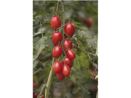 BIO Tomate "Bolstar Sensatica F1":   Ovaler Tomaten-Typ mit 100-115 g schweren Früchten. Optimale Salattomate!