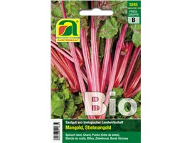Mangold BIO "Rhubarb Chard":   Ein roter Stielmangold mit rötlich-grünen Blättern. Bei später Aussaat kann 
